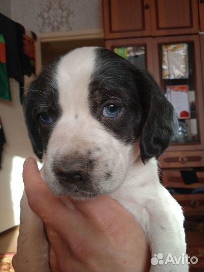 Щенки спаниель