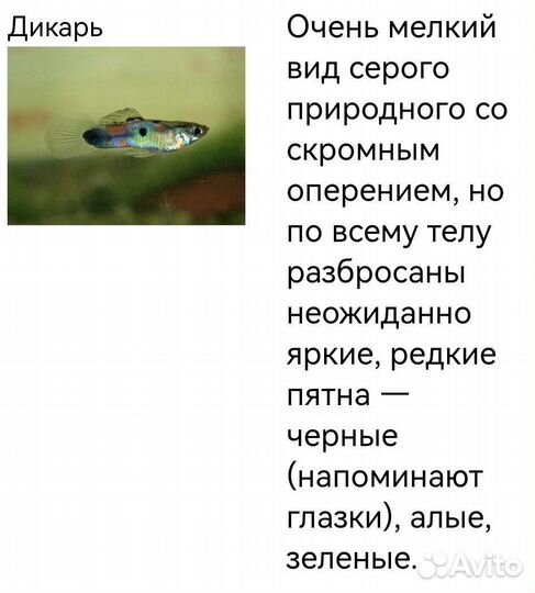 Гуппи, мраморные раки, растения