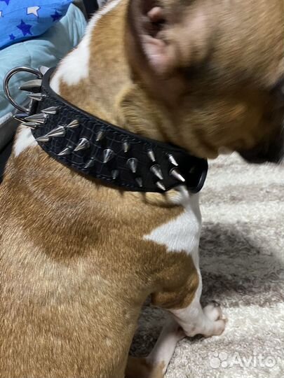 Ошейник для собак