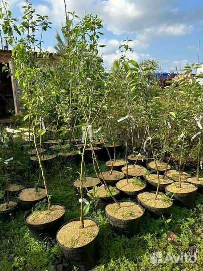 Груша Виктория