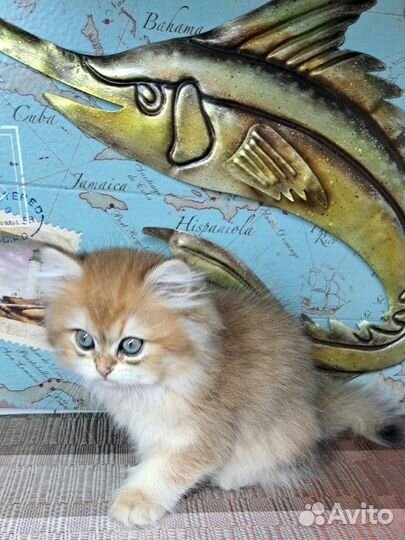 Британец мальчик