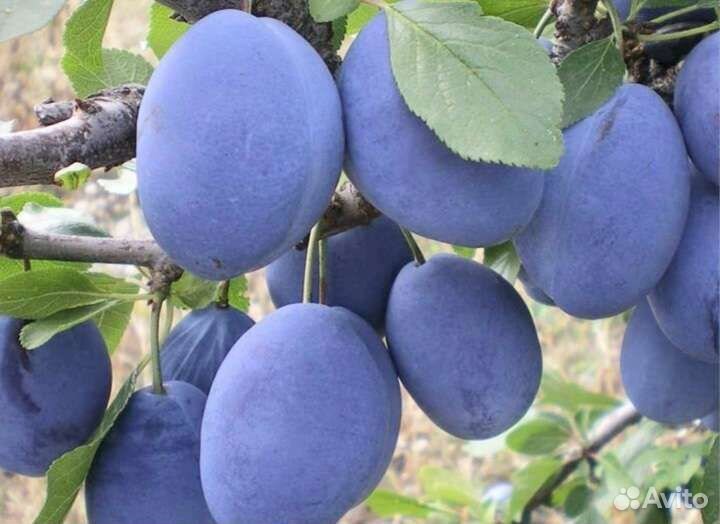 Саженцы сливы сорт Стенлей