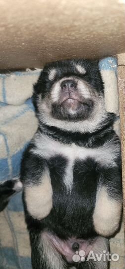 Щенки Хаски