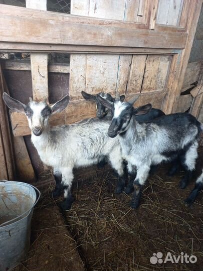 Козлята