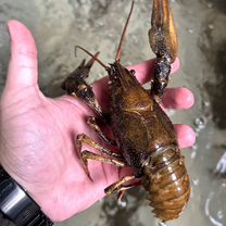 Раки озерные 10-12 см от 1 кг