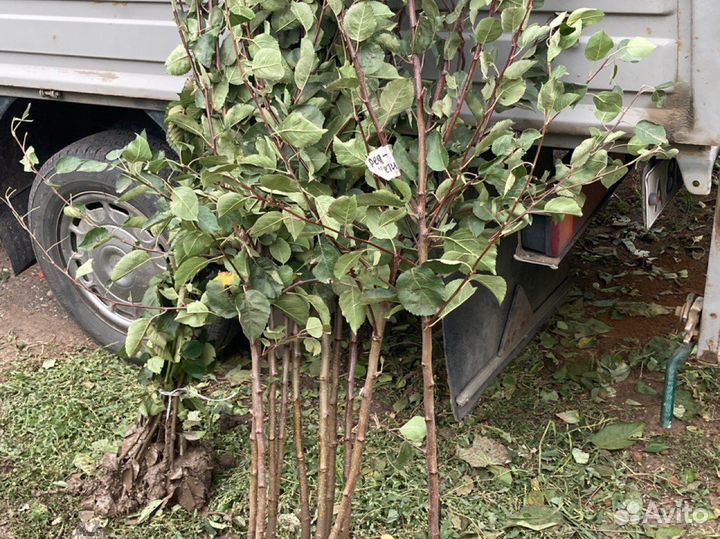 Красномясая яблоня