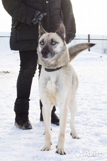 Прекрасная собачка Варвара ищет дом