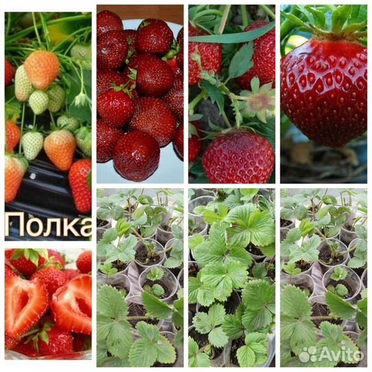 Фестивальная, полка, ремонтантная