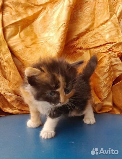 Котята в добрые руки бесплатно