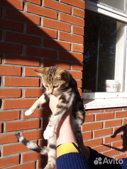 Отдам котят5месяцев