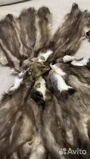 Продаю шкурки куницы