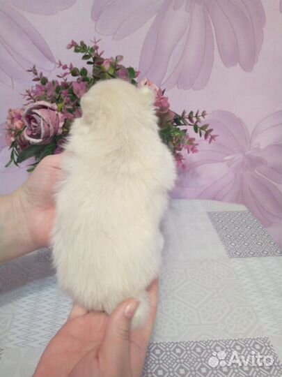 Померанский шпиц мини