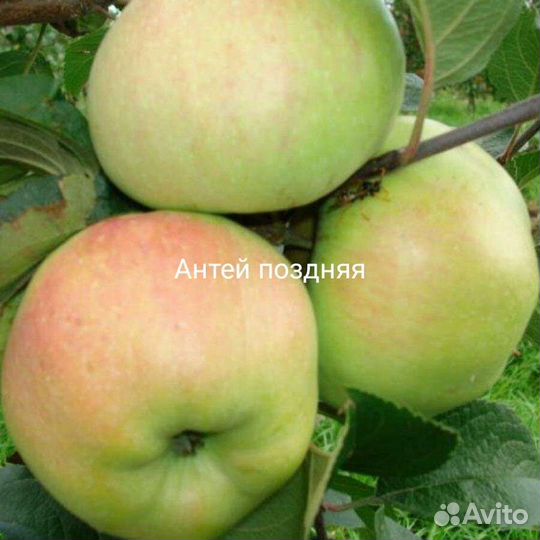 Яблони трехлетние