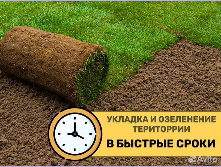 Рулонный газон с укладкой Элитный