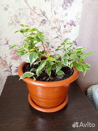 Фикус бенджамина белый