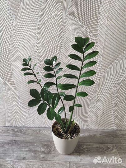 Замиокулькас