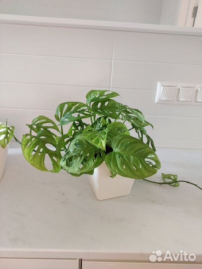 Монстера манки