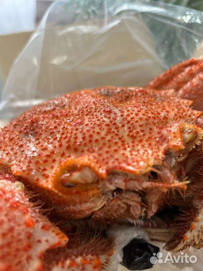 Краб Волосатик