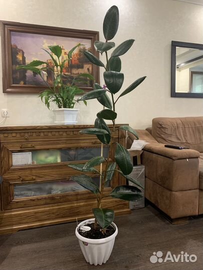 Цветы комнатные и горшки