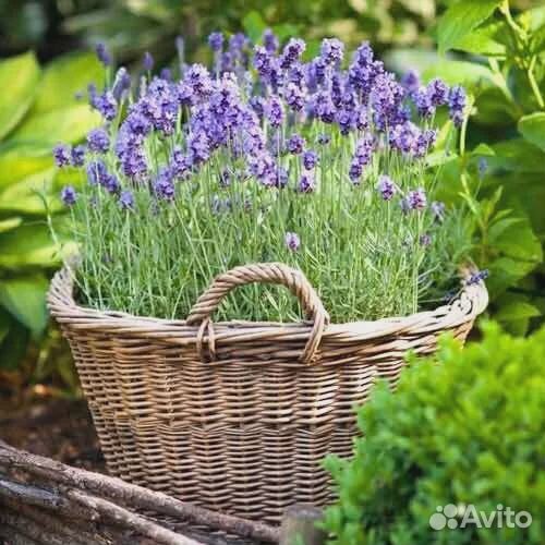 Семена лаванды крымской