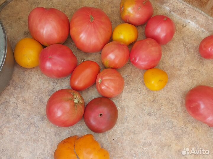 Помидор
