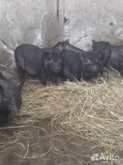 Вьетнамские поросята