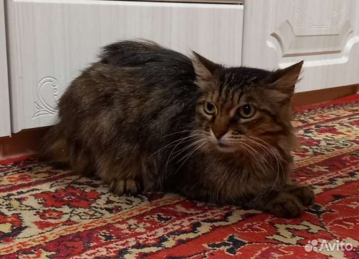 Котик Кузя ищет дом