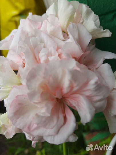 Сортовые пеларгонии