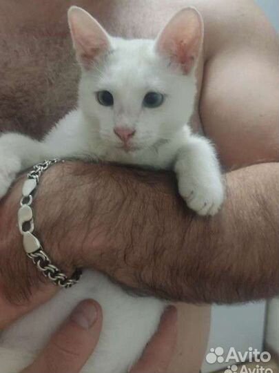 Котёнок 3-4 мес