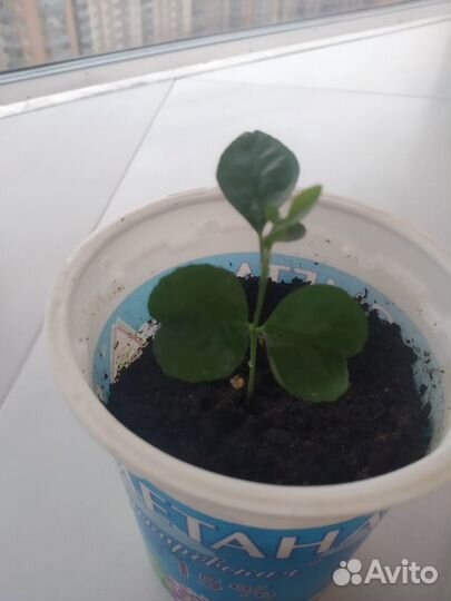 Саженцы комнатного растение мурайя