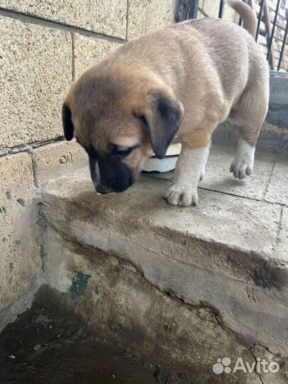 Собаки щенки