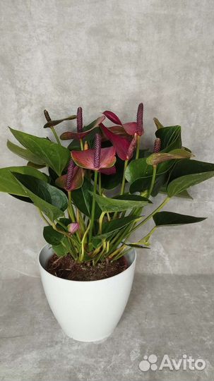 Антуриум мини