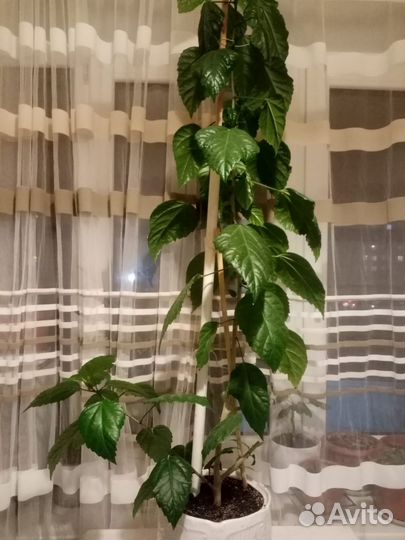 Гибискус китайская роза