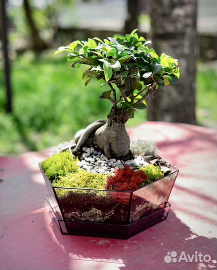 Дерево бонсай, флорариум