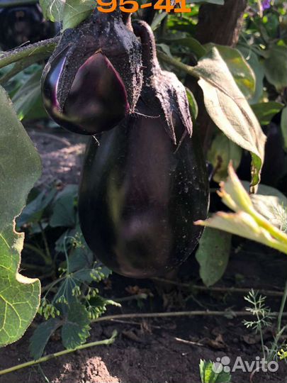 Баклажан свежий