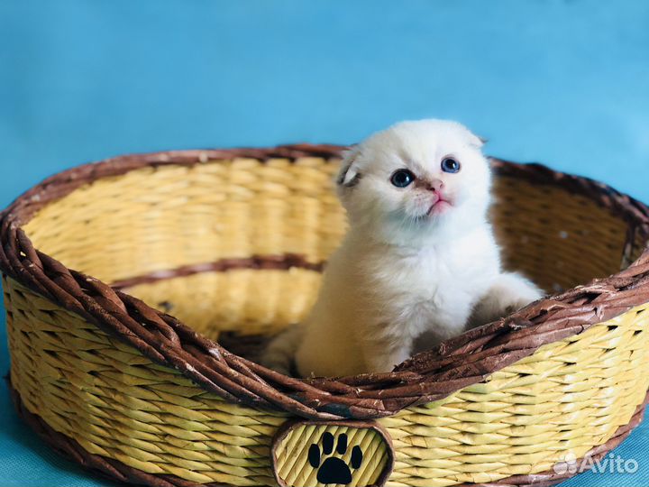 Шотландец красавчик