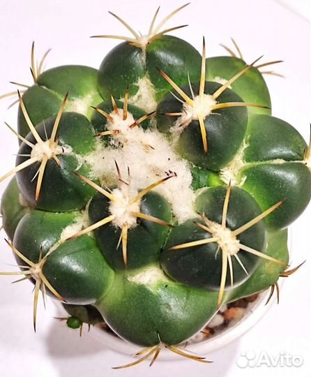 Кактусы. Корифанта. Эхинокактус Грузони