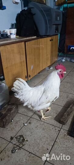 Молодые петухи