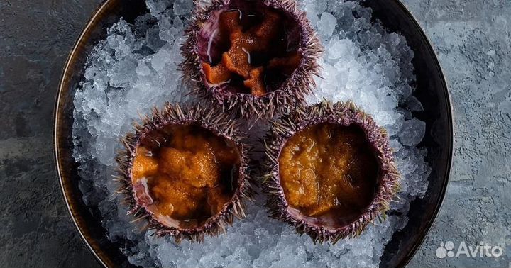 Морской ёж живой