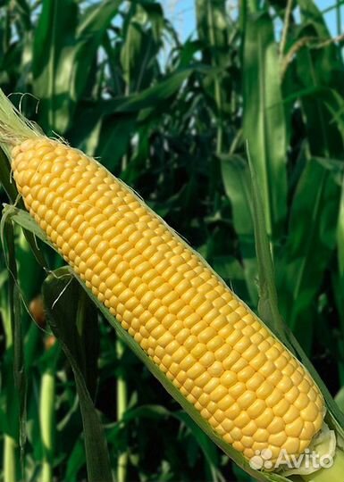 Семена Кукурузы 
