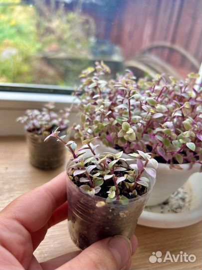 Ажурная каллизия Розовая Пантера “Pink Panther”