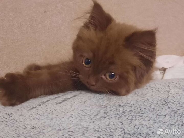 Британские