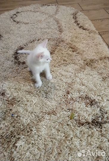 Кошки