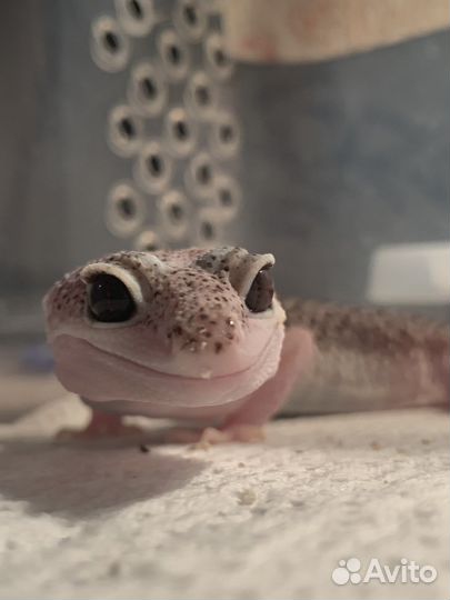 Геккон эублефар