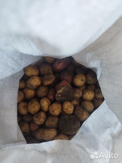 Продам картофель