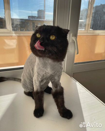 Стрижка Кошек