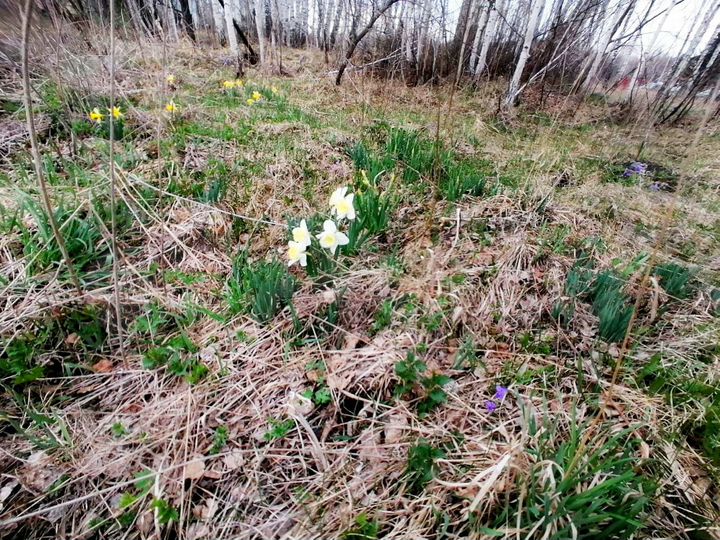 Участок 10 сот. (СНТ, ДНП)