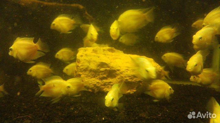 Рыбка платиновый попугай