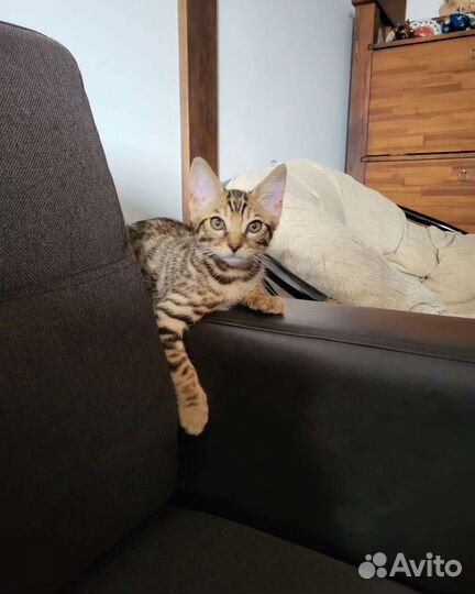 Бенгальский котенок 4 мес