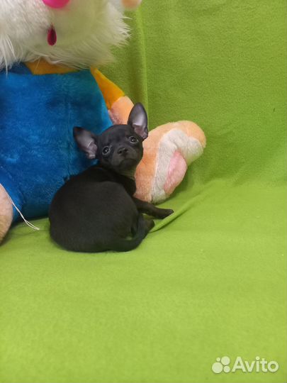 Милашки тои